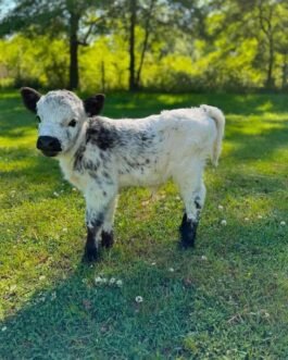 Mini Highland Bull Calf (Rudy)