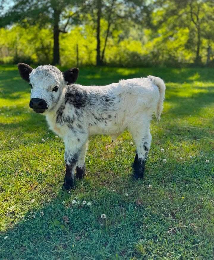 Mini Highland Bull Calf (Rudy) - Image 2