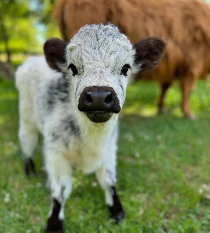 Mini Highland Bull Calf (Rudy) - Image 3