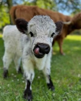 Mini Highland Bull Calf (Rudy)