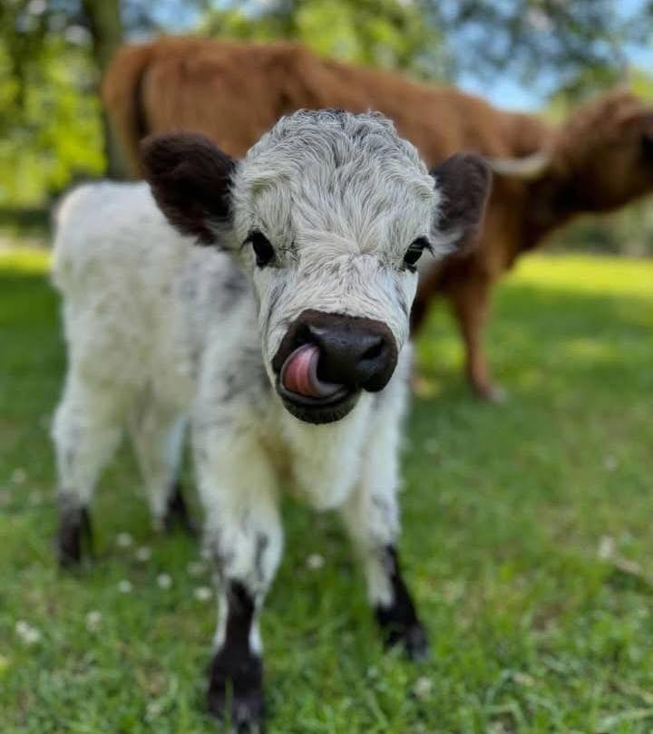 Mini Highland Bull Calf (Rudy)