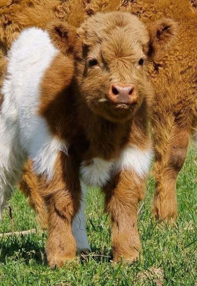 Mini Highland bull calf (Theo) - Image 4