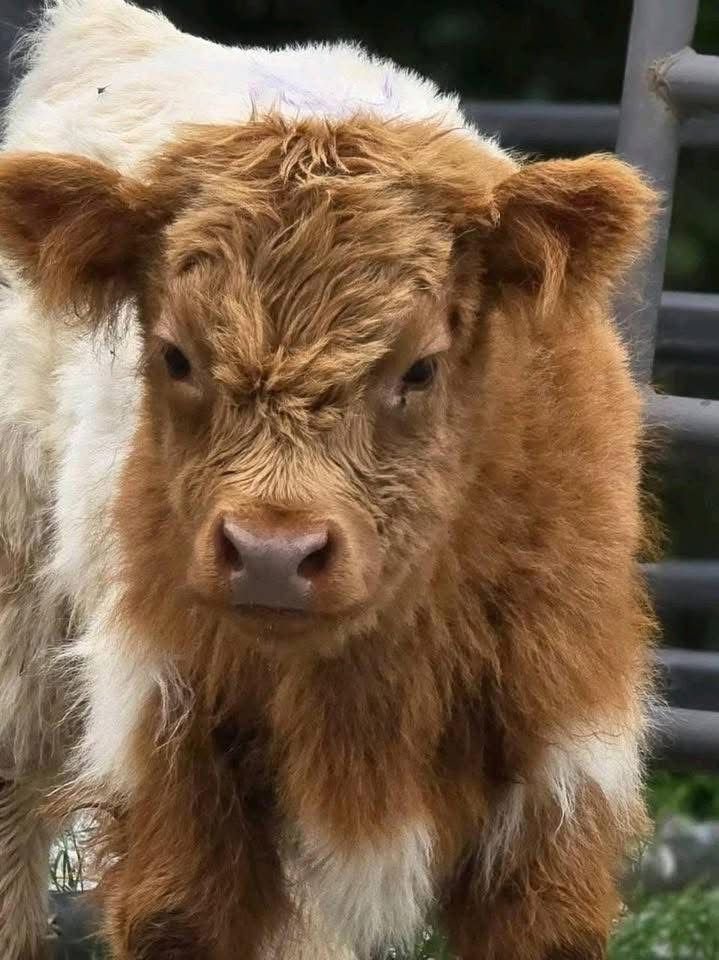 Mini Highland bull calf (Theo) - Image 3