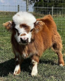 Mini Highland Heifer Calf (Willow)