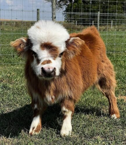 Mini Highland Heifer Calf (Willow)