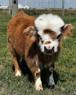 Mini Highland Heifer Calf (Willow)