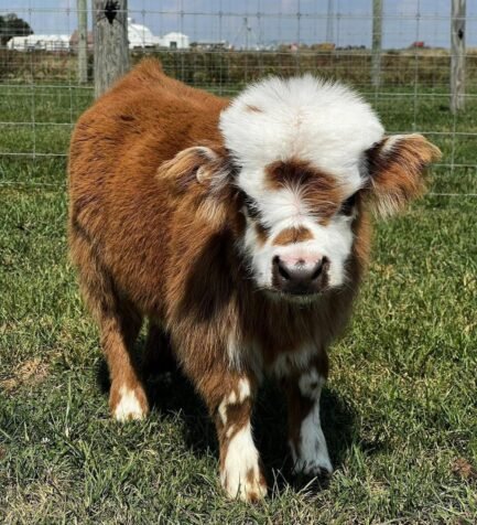 Mini Highland Heifer Calf (Willow) - Image 2