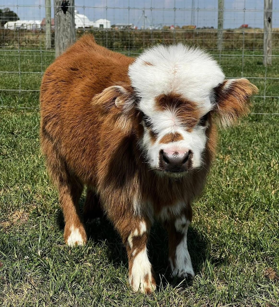 Mini Highland Heifer Calf (Willow) - Image 2