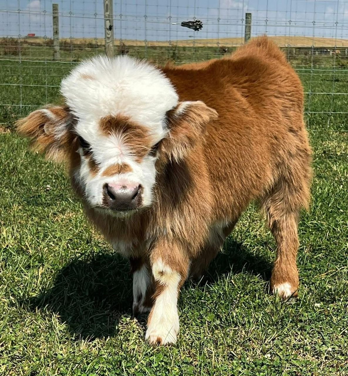 Mini Highland Heifer Calf (Willow) - Image 3